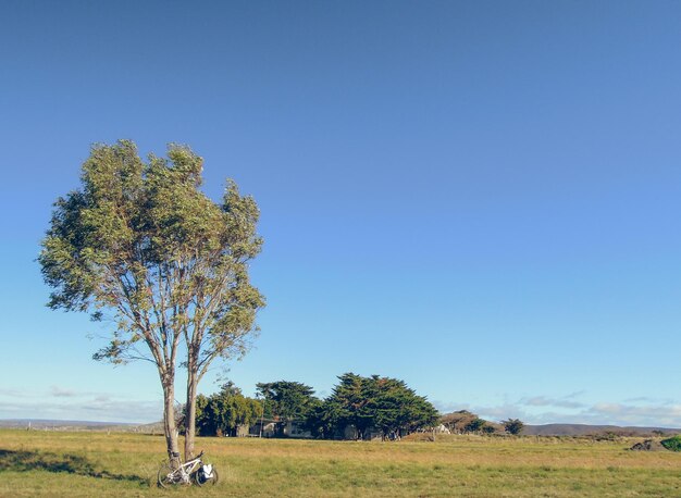 Foto bomen op het veld tegen een heldere blauwe hemel