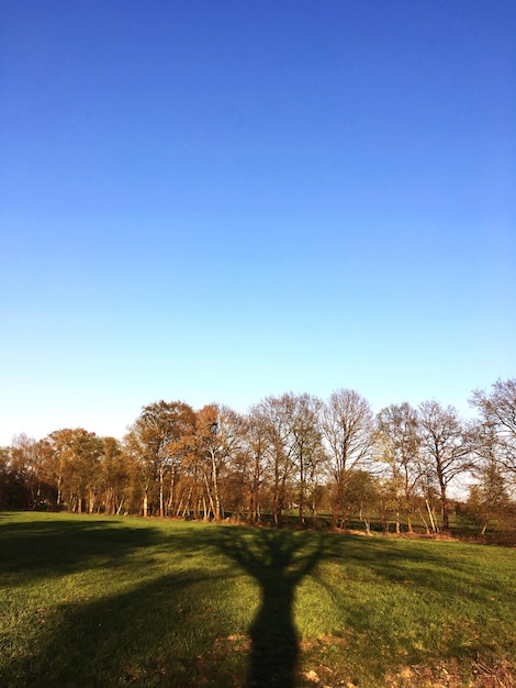 Bomen op het veld tegen een heldere blauwe lucht