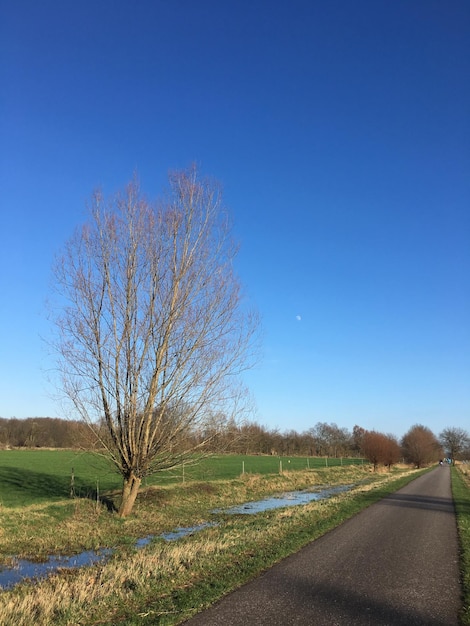 Foto bomen op het veld tegen een heldere blauwe lucht