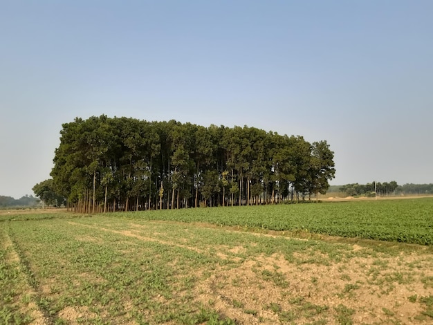 Foto bomen op het veld tegen een heldere lucht