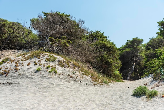 Bomen op het veld tegen een heldere lucht
