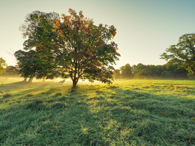 Bomen op het veld tegen een heldere lucht