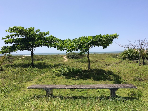 Foto bomen op het veld tegen een heldere lucht