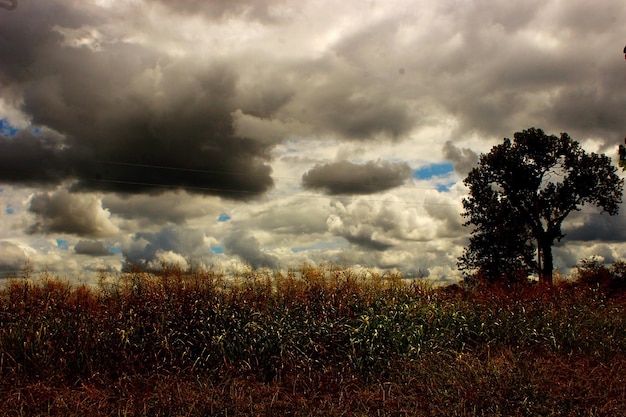 Bomen op het veld tegen stormwolken