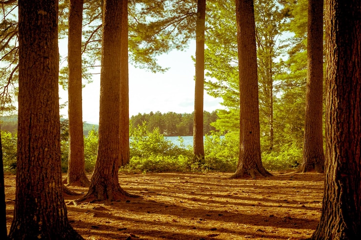 Foto bomen op het veld