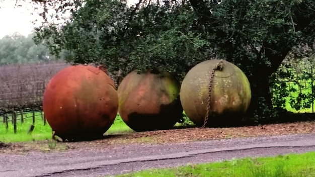 Foto bomen op het veld