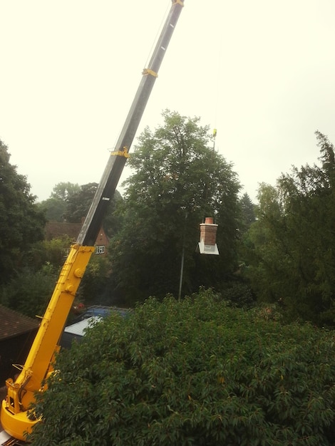 Foto bomen op het veld