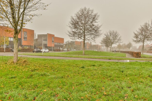 Foto bomen op het veld