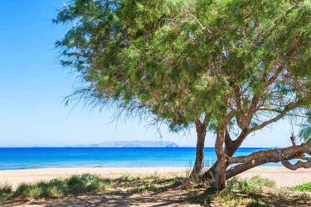 Bomen op het wilde tropische strand. Kreta, Griekenland. Mooie zomerse landschap.