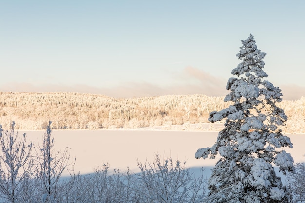 Bomen op sneeuw bedekt landschap tegen een heldere lucht