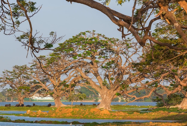 Bomen op Sri Lanka