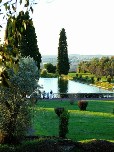 Foto bomen per vijver in het park