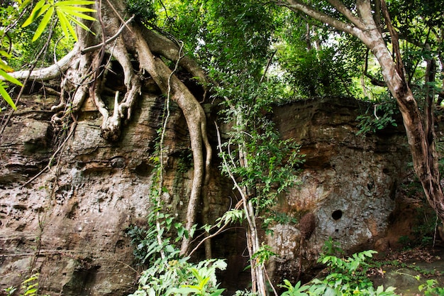 Bomen plant op loopbrug pad van bos voor reizigers mensen wandelen reizen bezoeken Tham Buang waterval op Phu Foi Lom in Pa Phan Don National Forest Reserve in Udon Thani Thailand