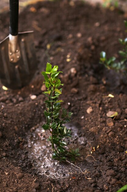 Bomen planten