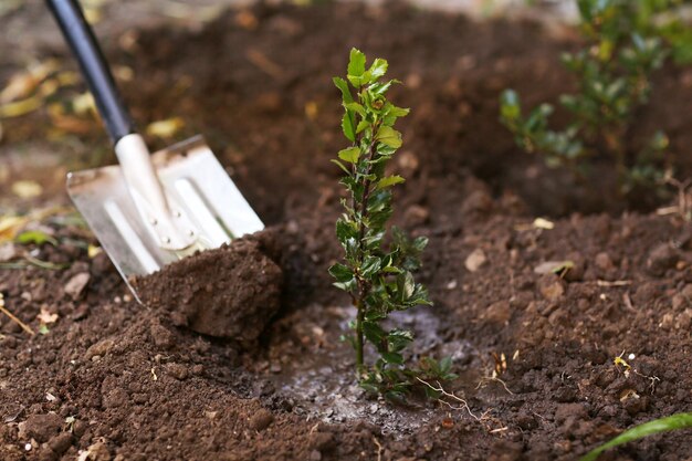 Bomen planten