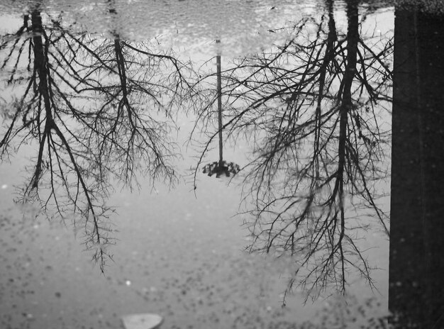 Bomen reflectie in plas