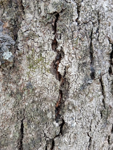 Bomen schors textuur mango boom achtergrond oude stam patroon ruwe houten huid close-up