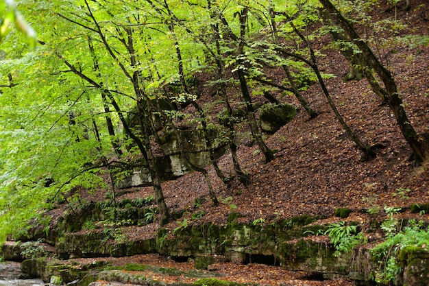 bomen staan in de herfst op een helling