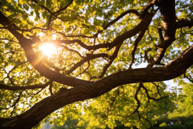 Foto bomen takken verweven tegen het zonlicht