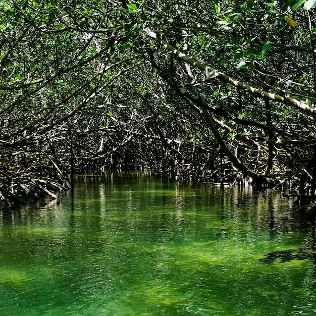 Foto bomen takken vormen een tunnel over de rivier