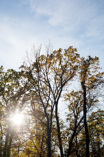 Bomen tegen de lucht en de zon