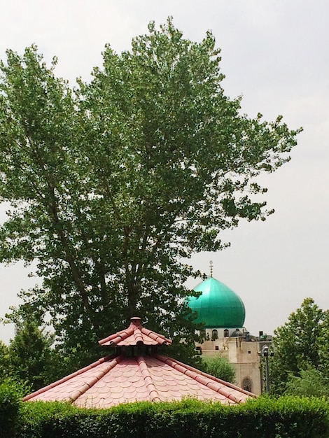 Foto bomen tegen de lucht