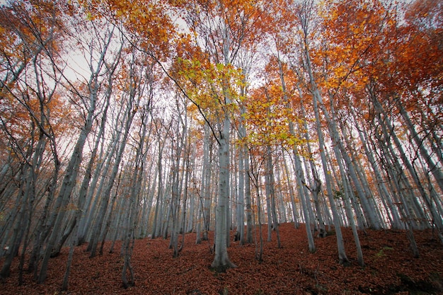 Bomen tegen de lucht.