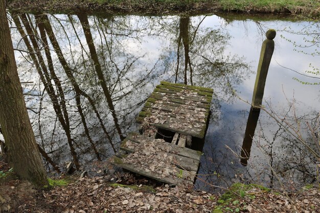 Foto bomen tegen de lucht