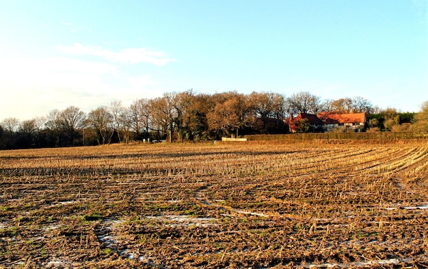 Foto bomen tegen de lucht