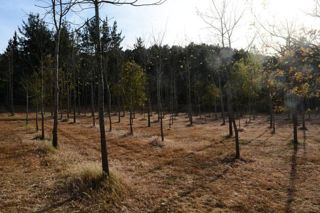 Bomen tegen de lucht