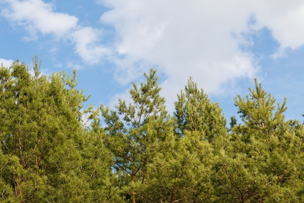 Bomen tegen een blauwe lucht met wolken op een zonnige dag