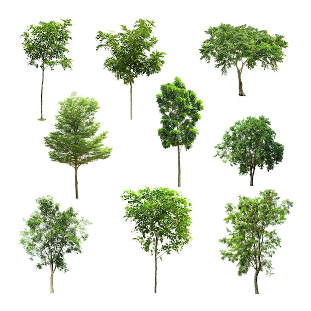 Bomen tegen een witte achtergrond