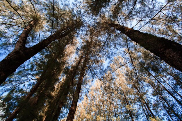 Bomen van bessen in dennenbos zonlicht