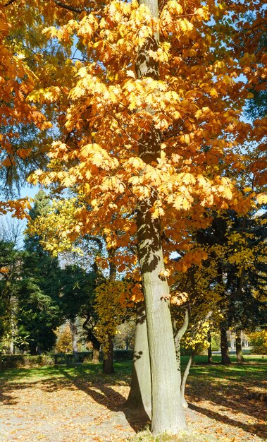 Foto bomen van eik met rode bladeren in het stadspark van de herfst.