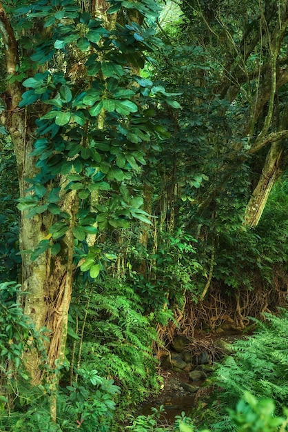 Bomen van het regenwoud in Hawaï met prachtige groene kleur Landschapsaard van een tropische reislocatie Landschap van wild buitenshuis met struiken bosbomen en planten met tropisch vochtig