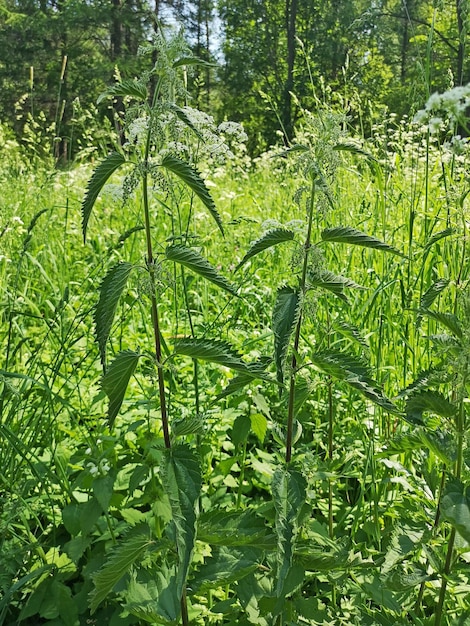 Bomen van tweekleurige brandnetels in het bos