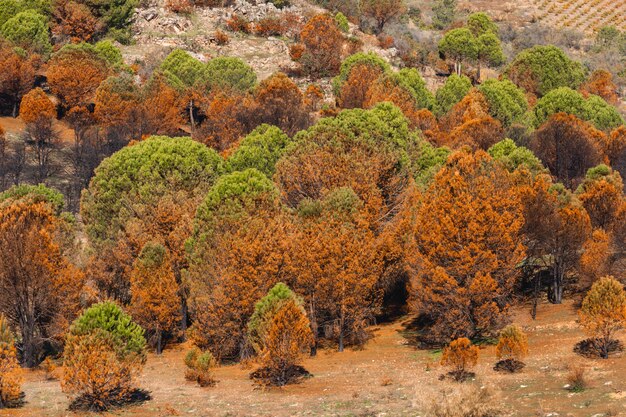 Bomen verbrand na bosbrand op een berg. Selectieve aandacht.