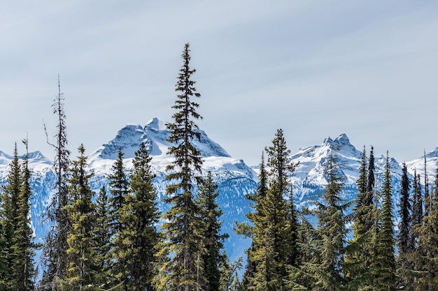 Bomen voor prachtige besneeuwde Columbia Mountains tegen de blauwe lucht in British Columbia