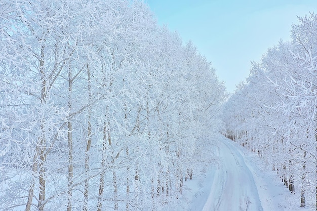 bomen vorst drone, abstracte weergave achtergrond december landschap buiten bomen sneeuw