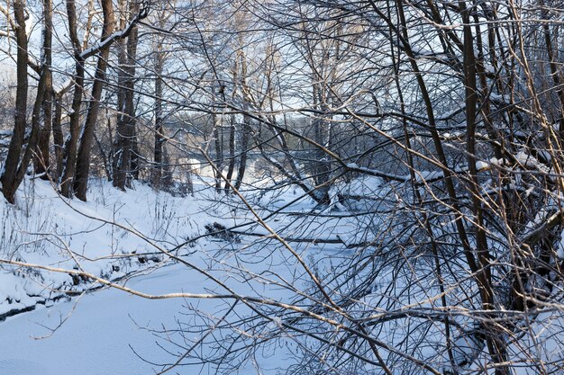 bomen zonder blad in de winter in