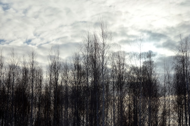 bomen zonder bladeren tegen de lucht