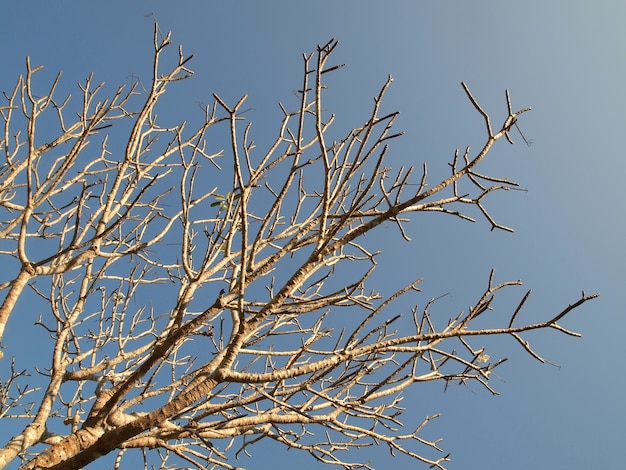 Bomen zonder bladeren