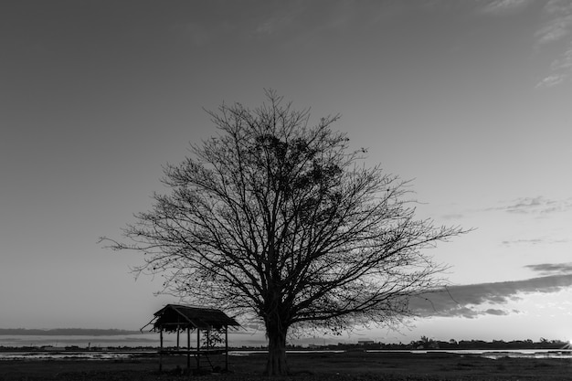 Bomen zwarte dageraad