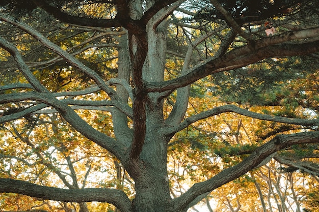 Foto bomen