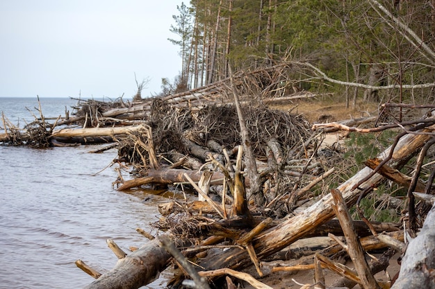 Bomenstammen die door de storm werden weggespoeld, vielen in de zee.