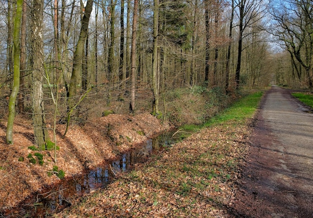 Bomenwater en bladeren in de Nederlandse bossen in de herfst