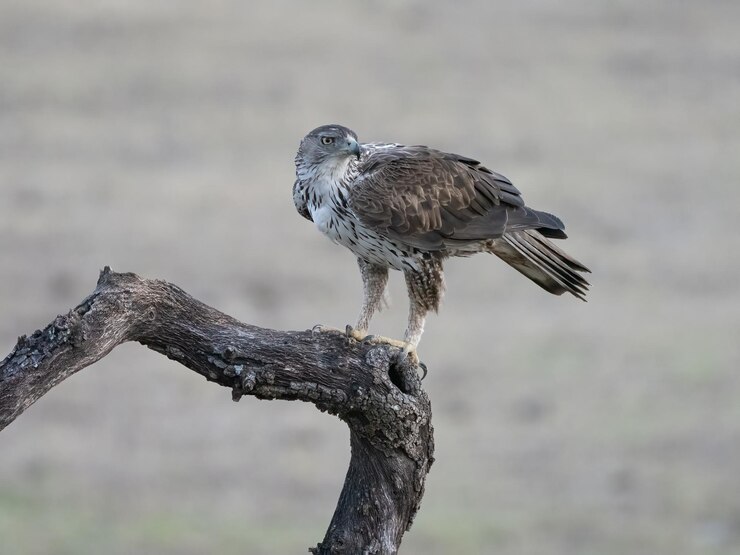 Bonelli's adelaar Aquila fasciata zat op een boomstam