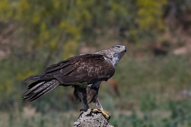 Bonellis adelaar Aquila fasciata