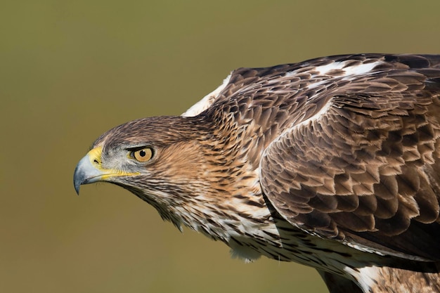 Bonellis eagle Aquila fasciata Cordoba Spain