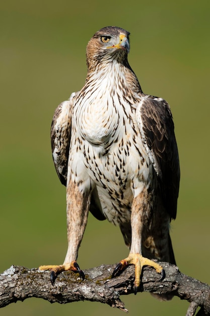 Bonellis eagle Aquila fasciata Cordoba Spain